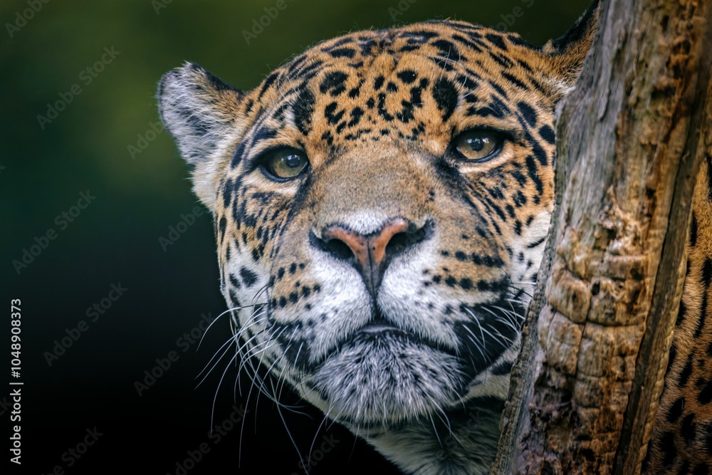 Obraz premium Jaguar peeking from behind a tree