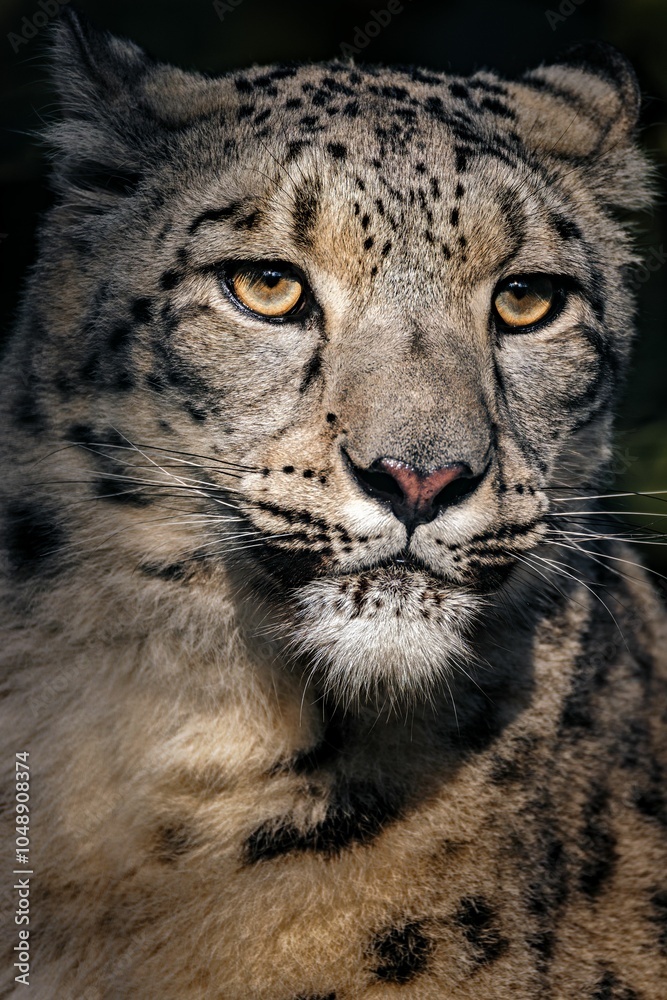 Fototapeta premium Majestic Snow Leopard Close-Up