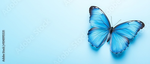  A blue butterfly atop a light blue surface, casting a shadow on its wing