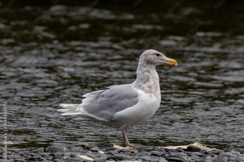 Fototapeta premium seagull on the beach