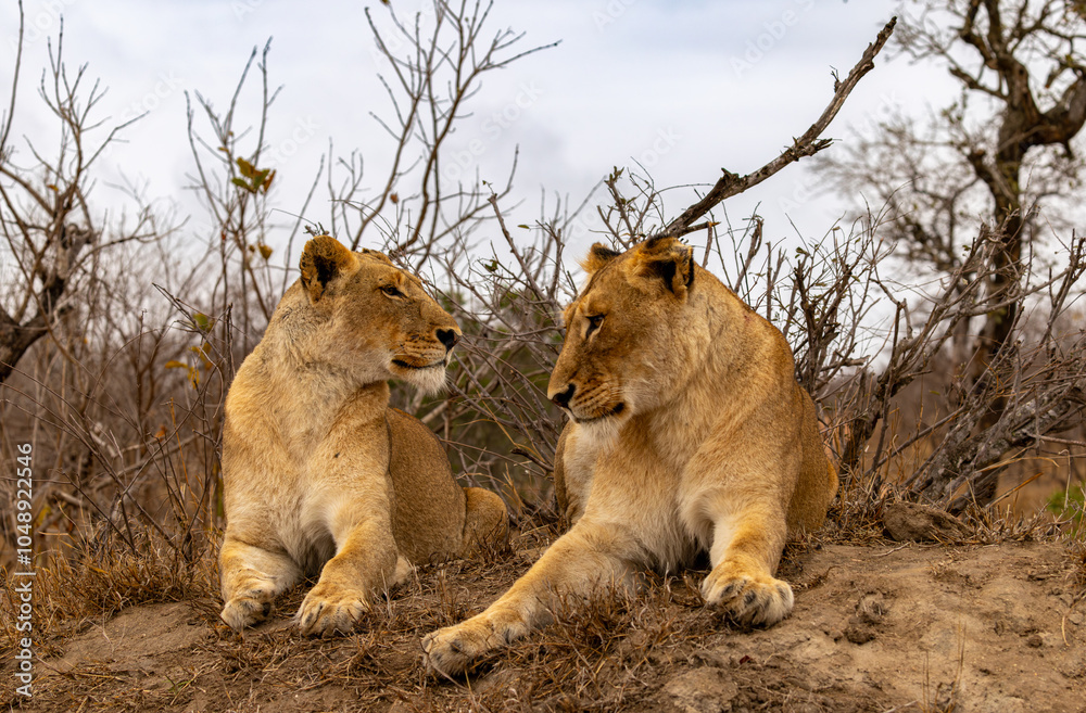 Obraz premium Lions in the Savannah, South Africa