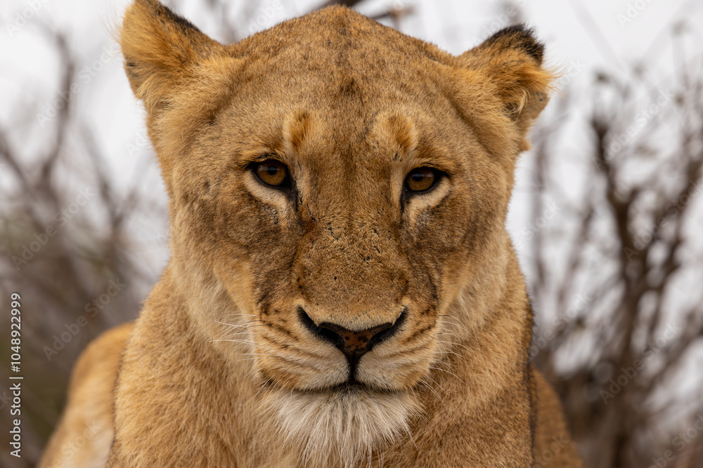 Fototapeta premium Lions in the Savannah, South Africa