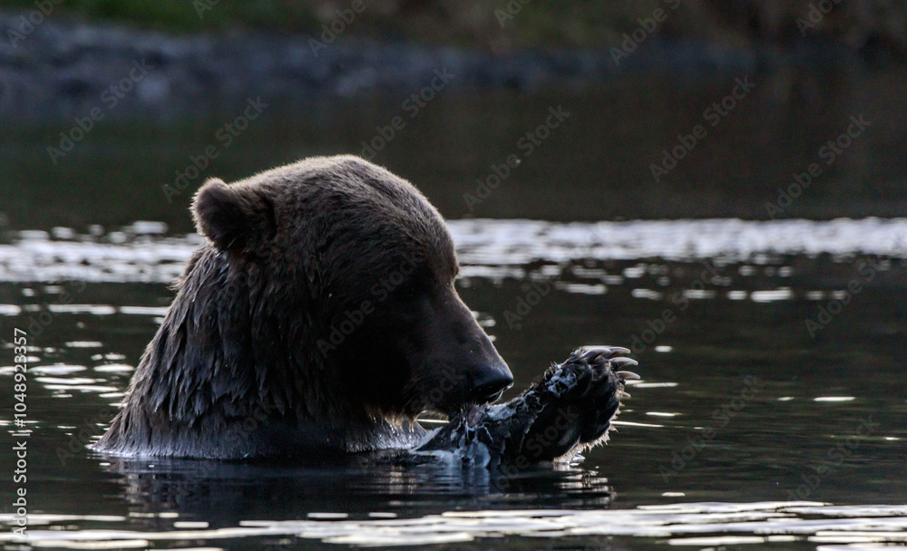 Naklejka premium brown bear in water