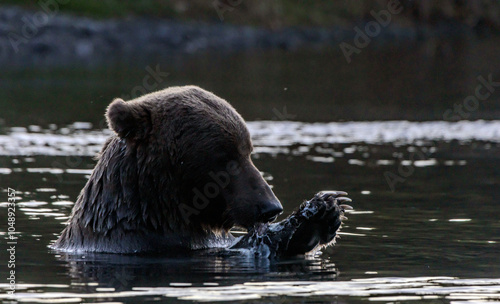 brown bear in water