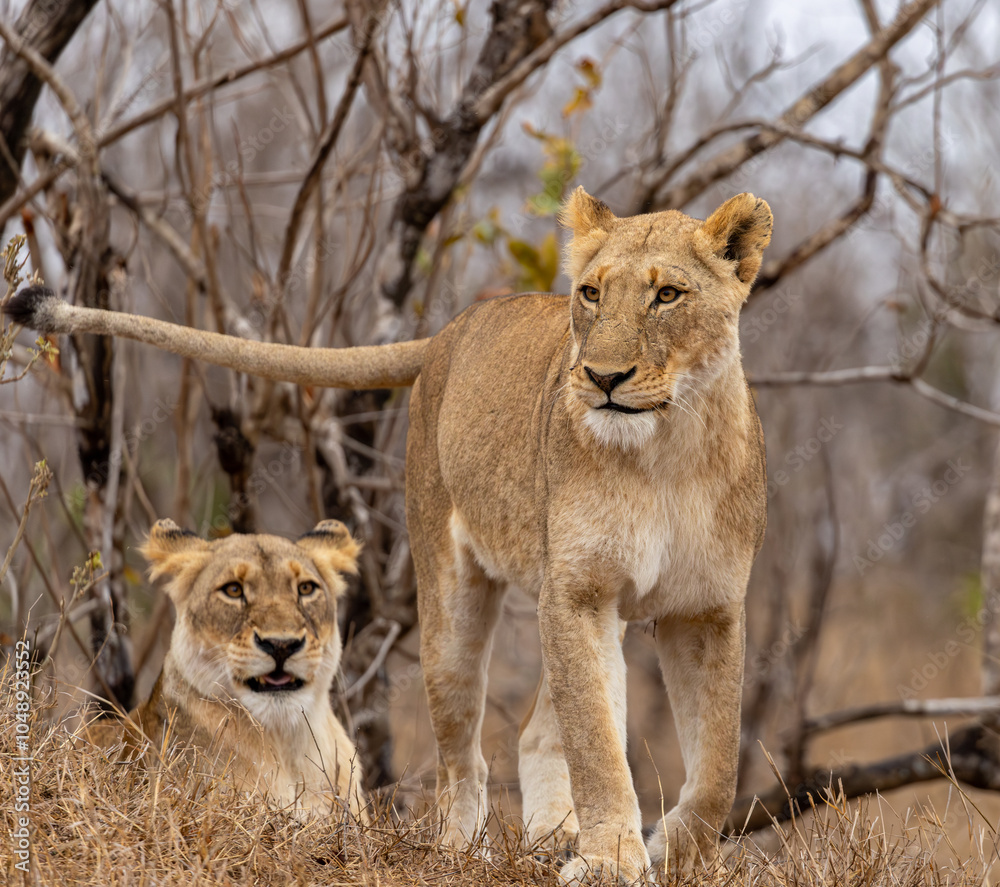 Naklejka premium Lions in the Savannah, South Africa