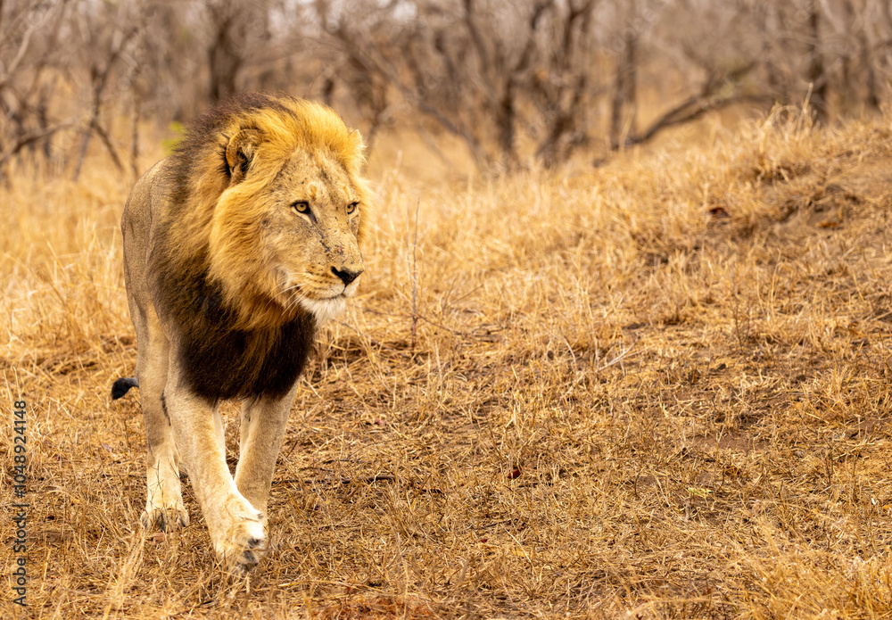 Lions in the Savannah, South Africa