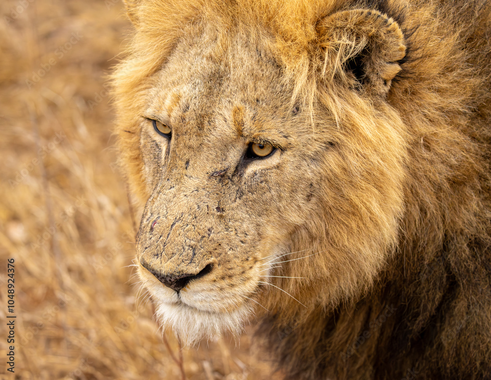 Fototapeta premium Lions in the Savannah, South Africa
