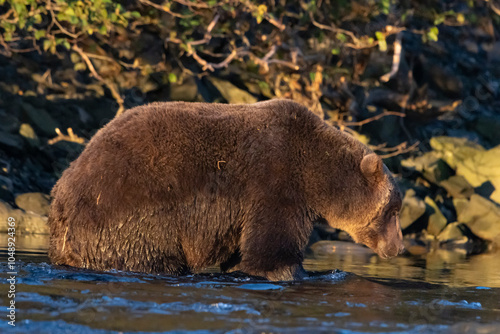 brown bear on the river photo