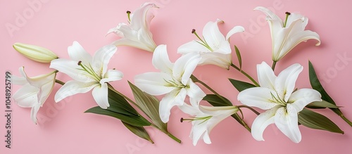 Lovely white lily flowers o...