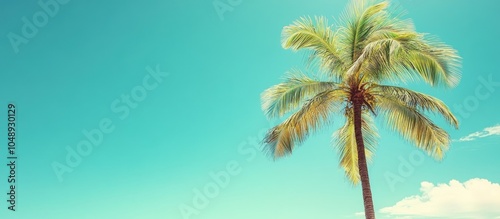 Coconut palm tree against a...