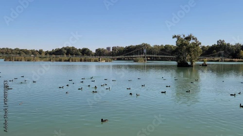 Eurasian coots swimming at a lake in autumn