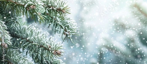 Snow covered fir branches A...