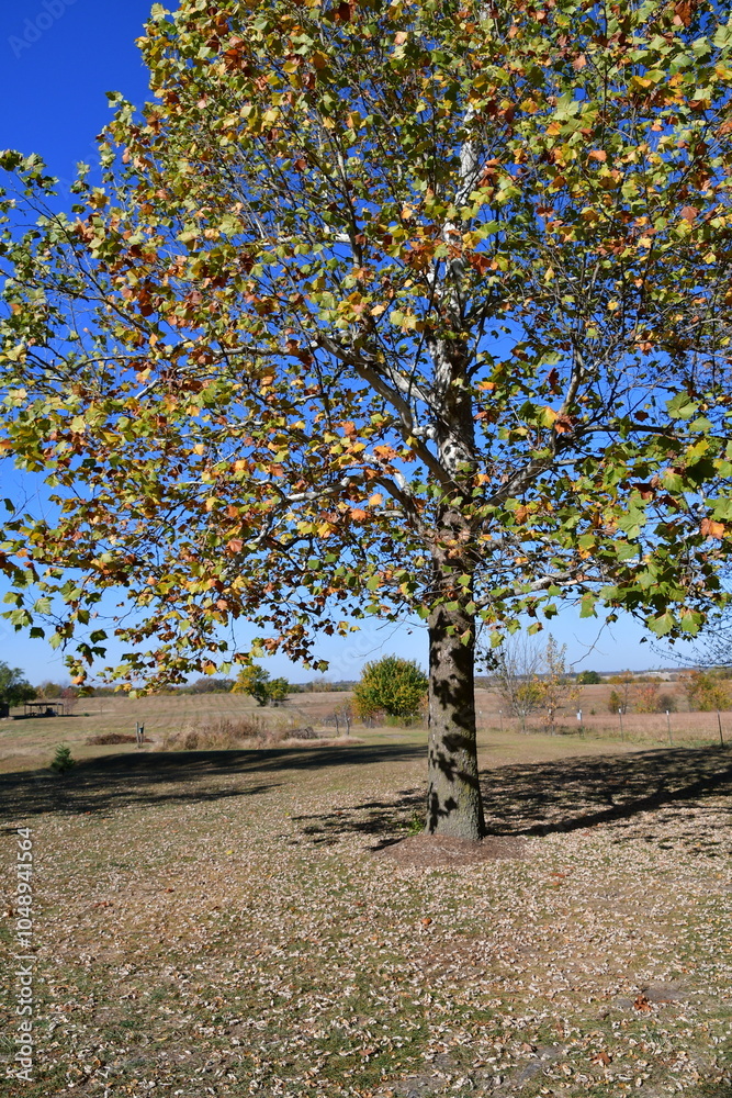 Naklejka premium Autumn Scene