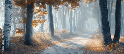 autumn path in a foggy fore...