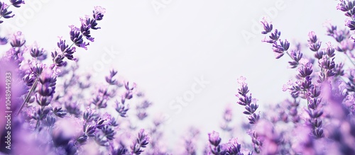 Lavender blossoms. with cop...