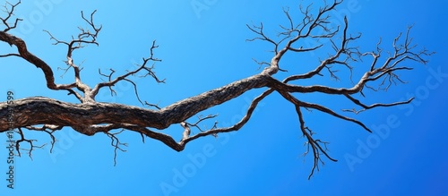 Tree branches set against t...