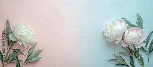 Blooming white peony flower...