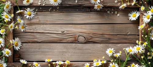 Daisy flowers within a wood...