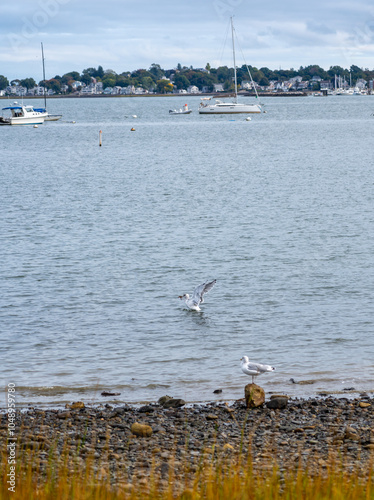 Seagull Fishing for Food in the Boston Bay during daytime