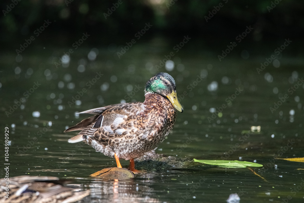 Beautiful wild ducks are swimming in the pond. Beautiful wild ducks are swimming in the pond.
