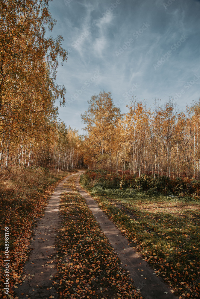 Fototapeta premium Footpath through birch trees in Autumn