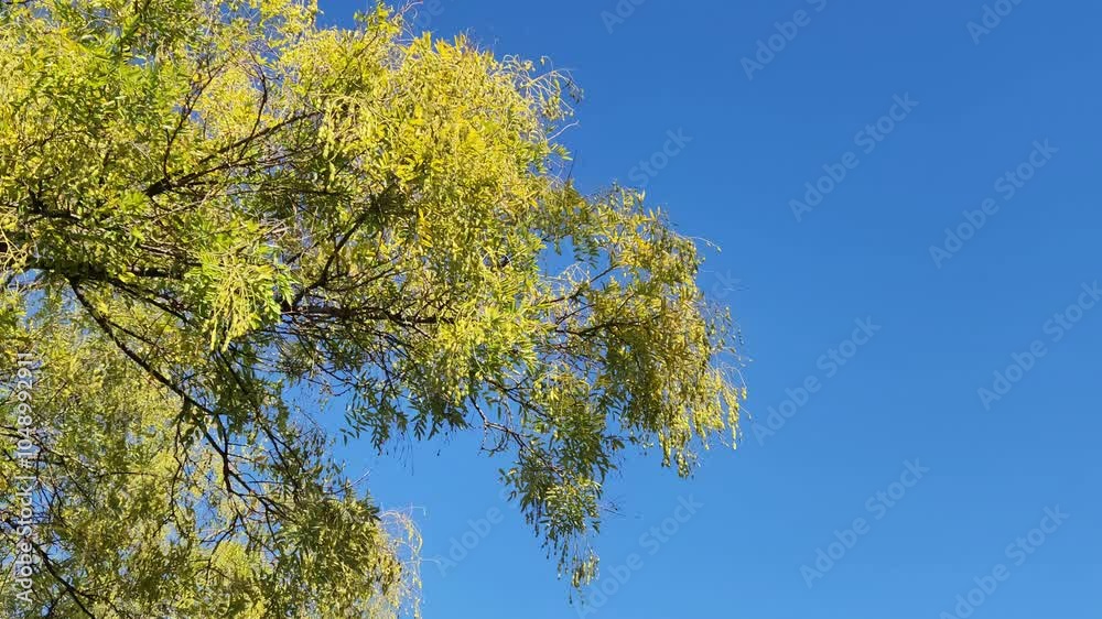 A branch of Japanese pagoda tree (Styphnolobium japonicum) in autumn A branch of Japanese pagoda tree (Styphnolobium japonicum) in autumn