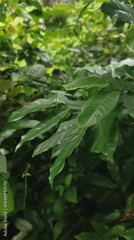 The green leaves on the branches swayed in the wind. The green leaves on the branches swayed in the wind.