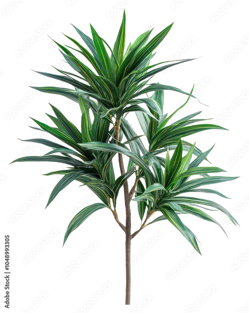 PNG Real dracaena bush realistic leaves plant. PNG Real dracaena bush realistic leaves plant.