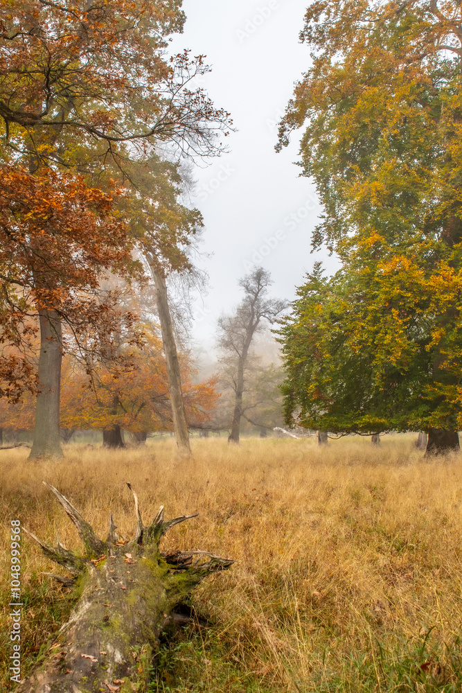 Obraz premium autumn in the forest