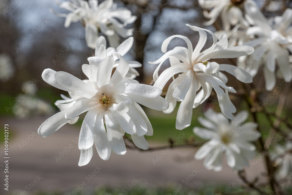 magnolia bush with white blossoms, blurry background, selective focus magnolia bush with white blossoms, blurry background, selective focus