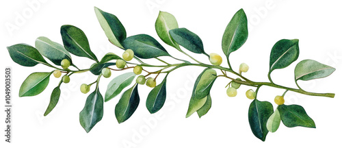 PNG Mistletoe illustration watercolor leaves.