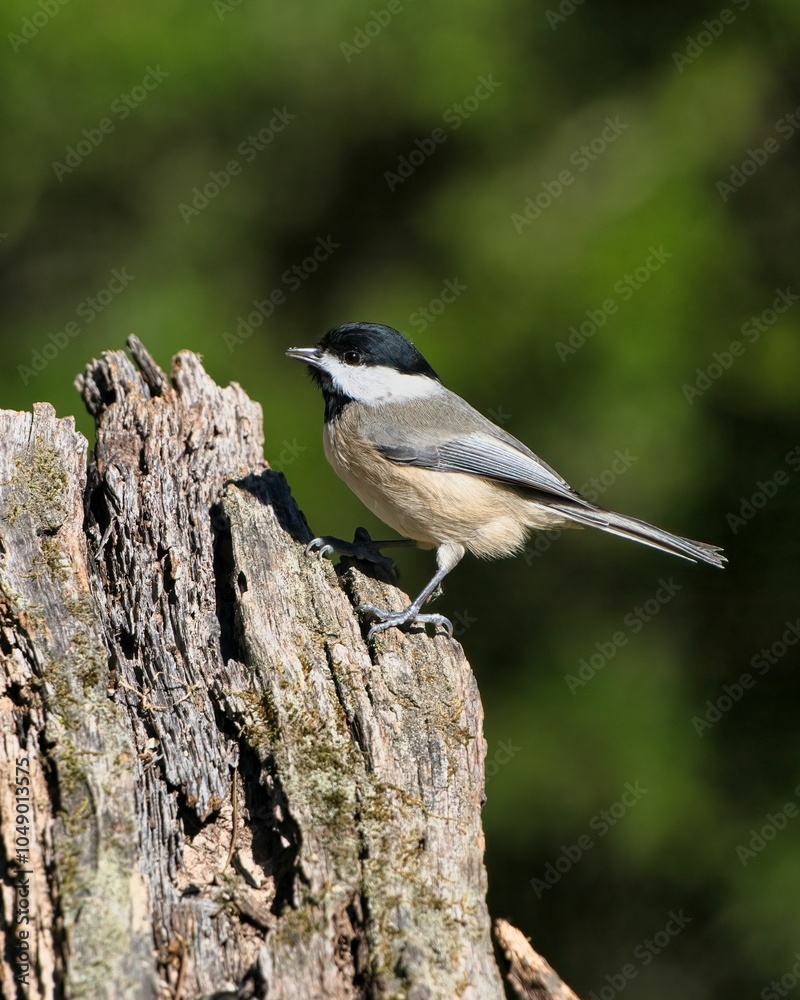 Fototapeta premium Carolina Chickadee. Dover, Tennessee