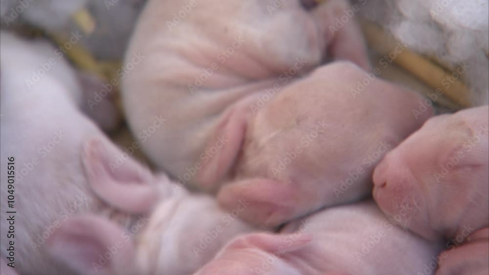 Real life Video of Newly Born Baby Rabbits Real life Video of Newly Born Baby Rabbits
