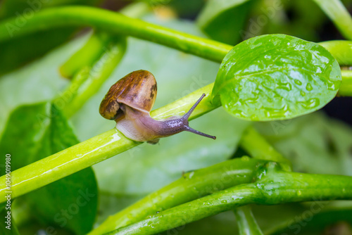 A snail crawling on a green leaf nature background.