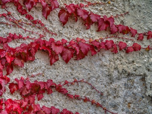 Buntes Laub in herbstlichen Farben photo