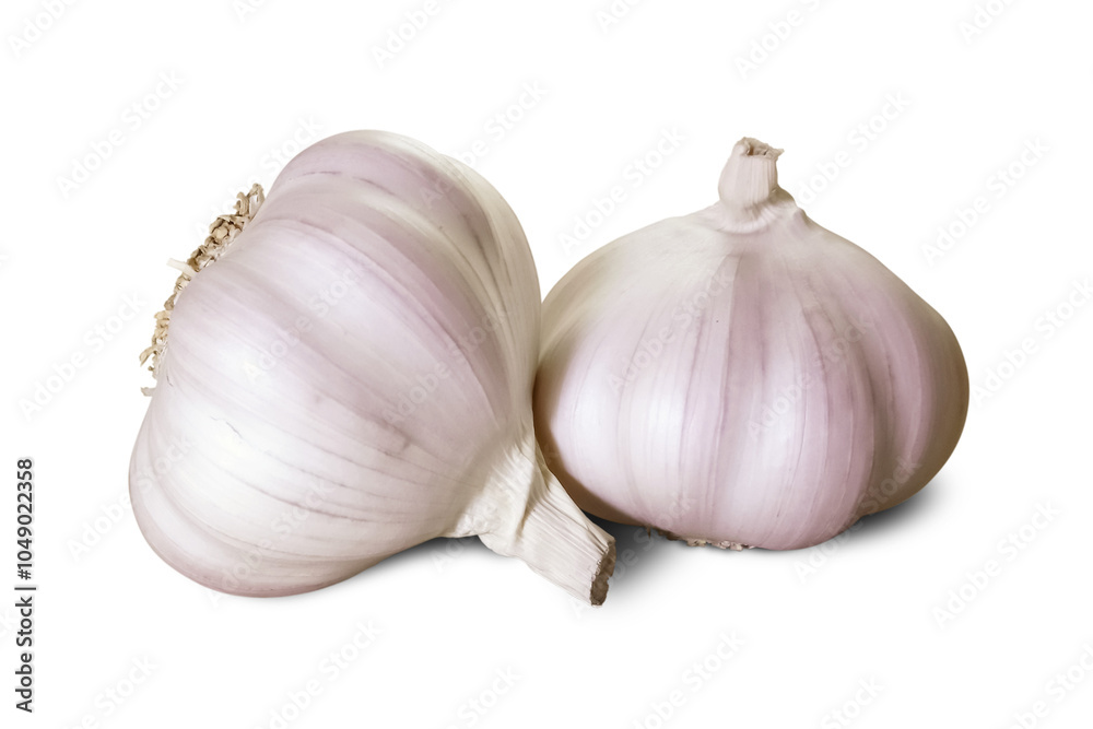 Fototapeta premium Garlic Bulbs