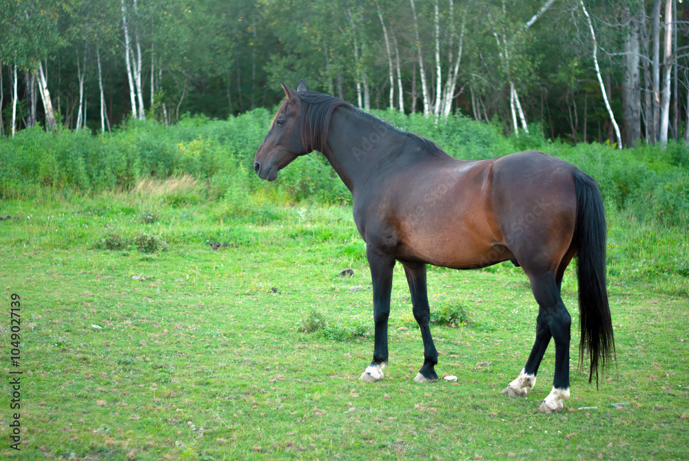 Dark Brown Horse Standing in Tranquil Green Field Dark Brown Horse Standing in Tranquil Green Field
