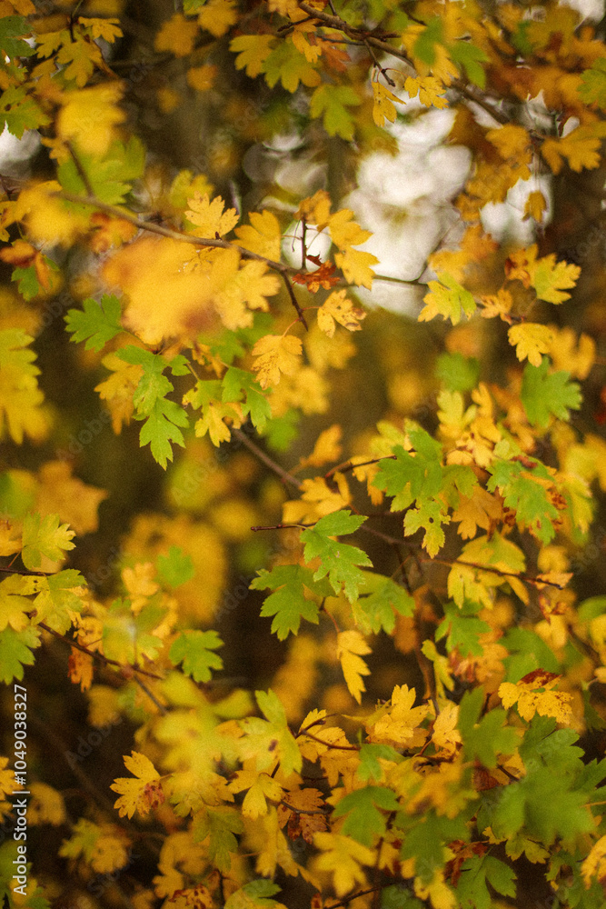 autumn pictures, cozy autumn, autumn, yellow leaves in the hand autumn pictures, cozy autumn, autumn, yellow leaves in the hand