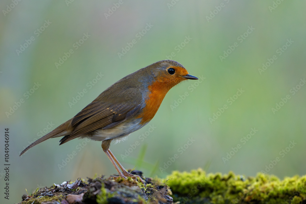 Garden Birds. Robin Erithacus rubecula in the wild Garden Birds. Robin Erithacus rubecula in the wild