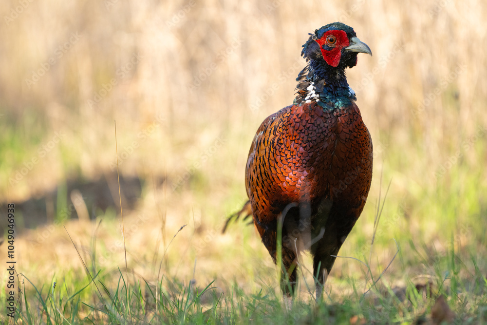 Fototapeta premium Ringneck Pheasant, Phasianus colchicus in the habitat