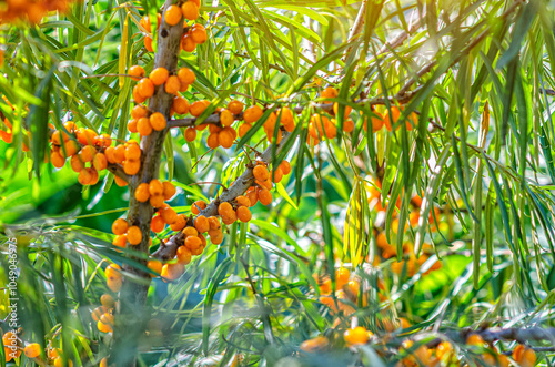 Orange sea buckthorn berry. Branch with orange fruits on it. Selective focus. Autumn screensaver. photo