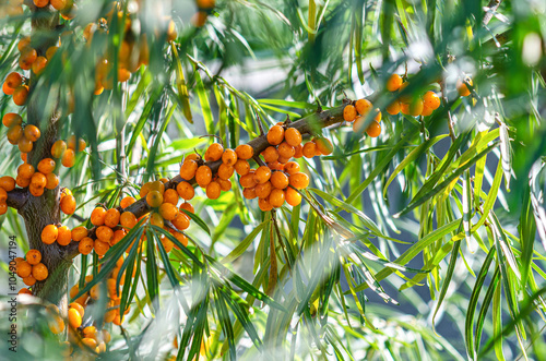 Many ripe sea buckthorn berries on branch. Use for juice, tea or oil. Quality photo for advertising. photo