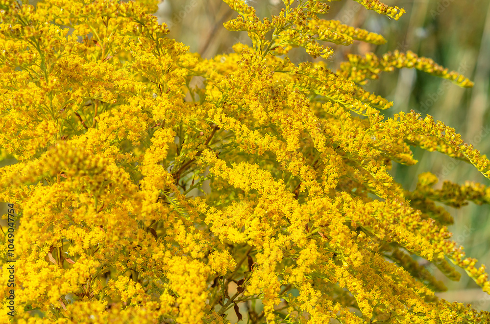 Canada goldenrod or Canadian goldenrod. Solidago canadensis, yellow inflorescence, Blooming backdrop Canada goldenrod or Canadian goldenrod. Solidago canadensis, yellow inflorescence, Blooming backdrop