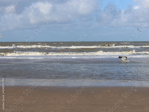 A dog is chasing seagulls