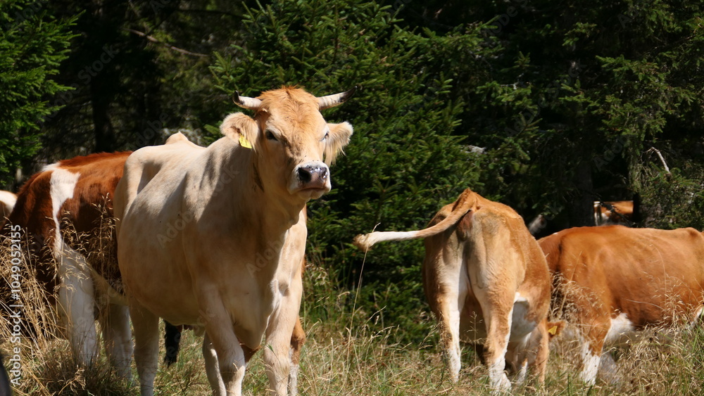 weidende Rinder am Hochwechsel weidende Rinder am Hochwechsel