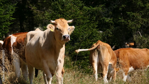 weidende Rinder am Hochwechsel