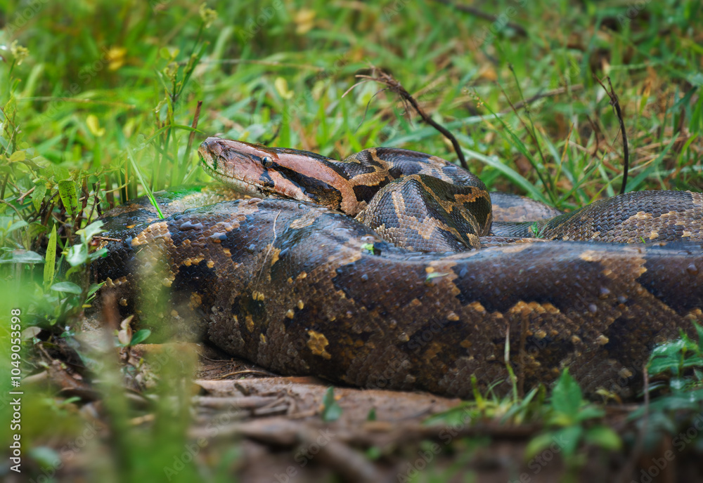 Photo & Art Print Indian python Python molurus is large snake native to ...