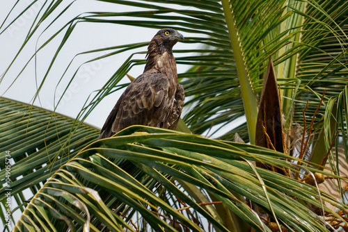 Oriental Crested Honey buzzard Pernis ptilorhynchus is bird of prey in Accipitridae, eats larvae of bees and wasps extracted from honey combs, brown medium-sized raptor on the palm tree photo