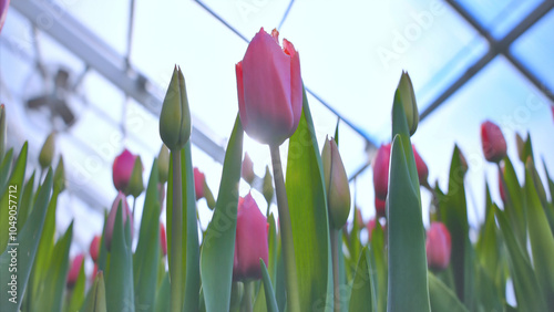 Brightly colored tulips stand out among the flower nursery in the greenhouse, Sep 2024 photo