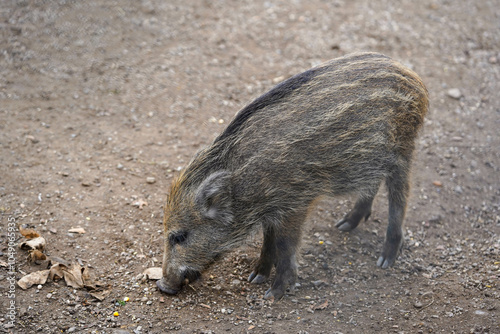 A small wild boar with a brownish-gray coat and darker stripes is sniffing the ground, searching for food